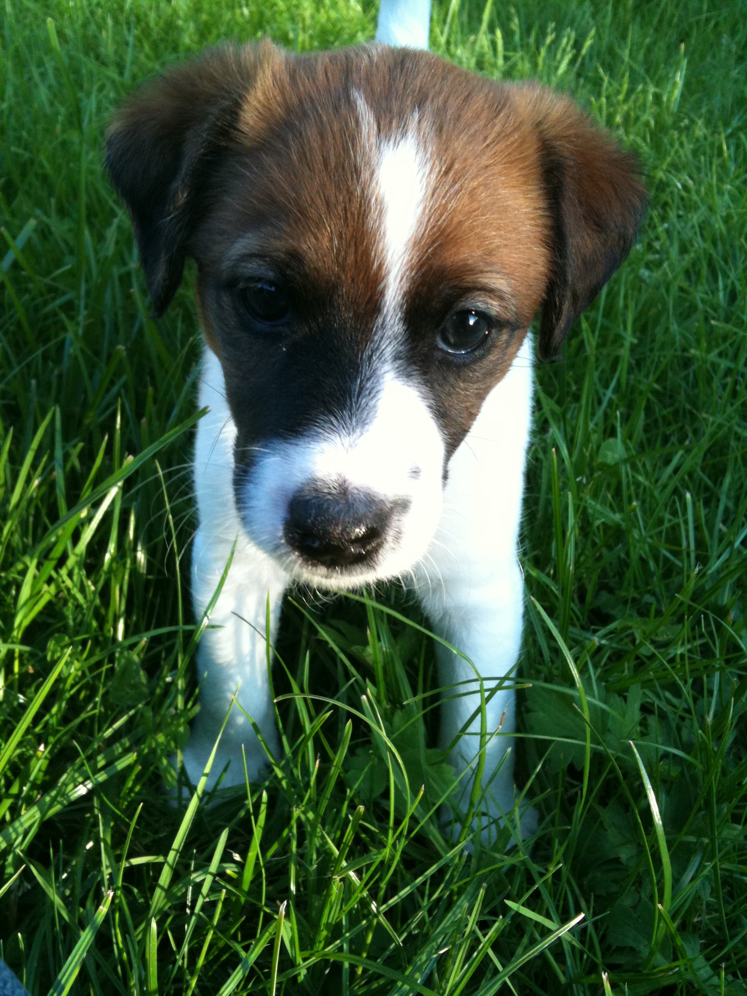 Terry