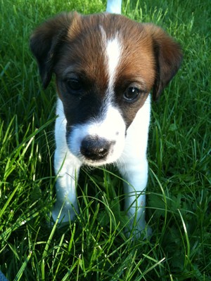 Terry
